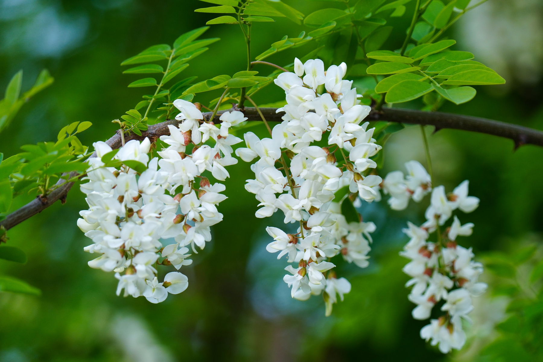 Fleurs blanche d'acacia.jpg