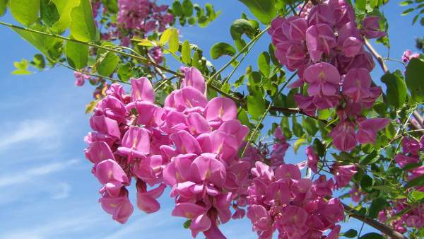 Fleurs rose d'acacia.jpg