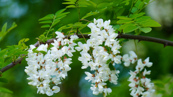 Fleurs blanche d'acacia.jpg