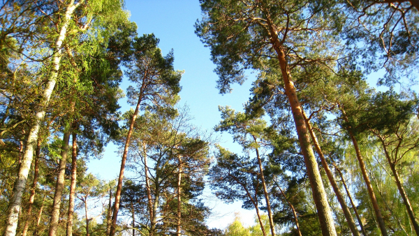 Fôret de pins.jpg